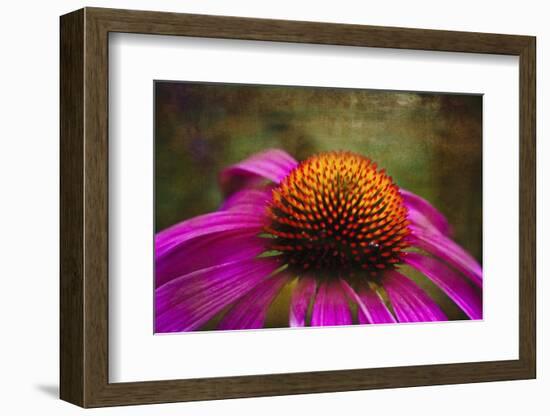 Purple Coneflower on Canvas-George Oze-Framed Photographic Print