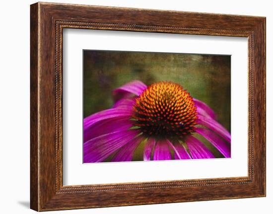 Purple Coneflower on Canvas-George Oze-Framed Photographic Print