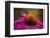 Purple Coneflower on Canvas-George Oze-Framed Photographic Print