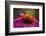 Purple Coneflower on Canvas-George Oze-Framed Photographic Print