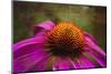 Purple Coneflower on Canvas-George Oze-Mounted Photographic Print
