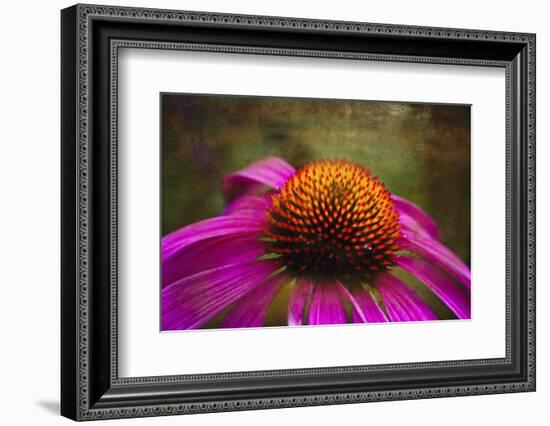 Purple Coneflower on Canvas-George Oze-Framed Photographic Print