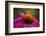 Purple Coneflower on Canvas-George Oze-Framed Photographic Print