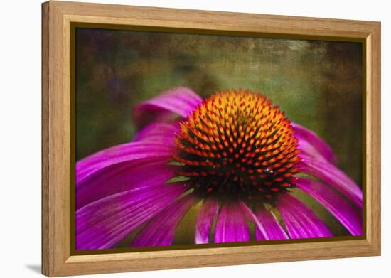 Purple Coneflower on Canvas-George Oze-Framed Premier Image Canvas