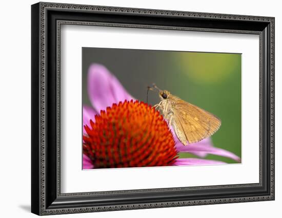 Purple coneflower, USA-Jim Engelbrecht-Framed Photographic Print