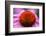 Purple coneflower, USA-Jim Engelbrecht-Framed Photographic Print