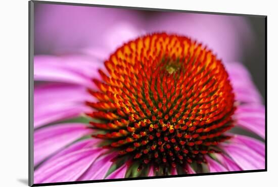 Purple coneflower, USA-Jim Engelbrecht-Mounted Photographic Print