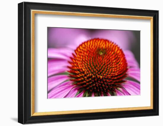 Purple coneflower, USA-Jim Engelbrecht-Framed Photographic Print