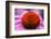 Purple coneflower, USA-Jim Engelbrecht-Framed Photographic Print