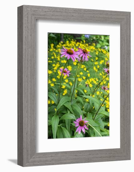 Purple Coneflower, USA-Lisa Engelbrecht-Framed Photographic Print