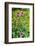 Purple Coneflower, USA-Lisa Engelbrecht-Framed Photographic Print