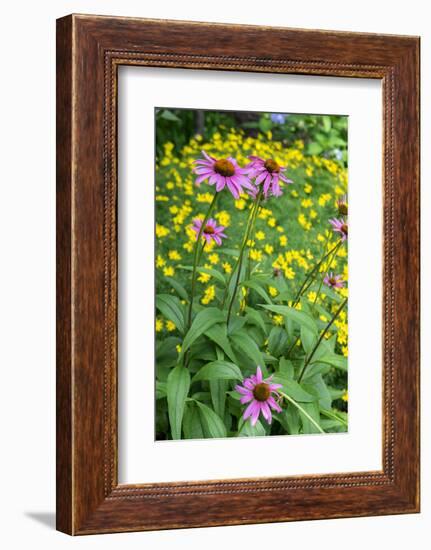 Purple Coneflower, USA-Lisa Engelbrecht-Framed Photographic Print