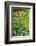 Purple Coneflower, USA-Lisa Engelbrecht-Framed Photographic Print