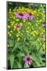 Purple Coneflower, USA-Lisa Engelbrecht-Mounted Photographic Print