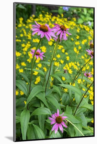 Purple Coneflower, USA-Lisa Engelbrecht-Mounted Photographic Print