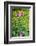 Purple Coneflower, USA-Lisa Engelbrecht-Framed Photographic Print