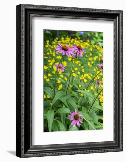 Purple Coneflower, USA-Lisa Engelbrecht-Framed Photographic Print