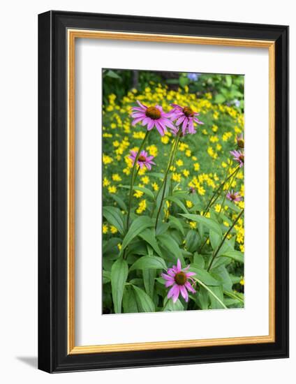 Purple Coneflower, USA-Lisa Engelbrecht-Framed Photographic Print
