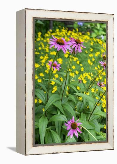 Purple Coneflower, USA-Lisa Engelbrecht-Framed Premier Image Canvas