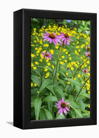 Purple Coneflower, USA-Lisa Engelbrecht-Framed Premier Image Canvas