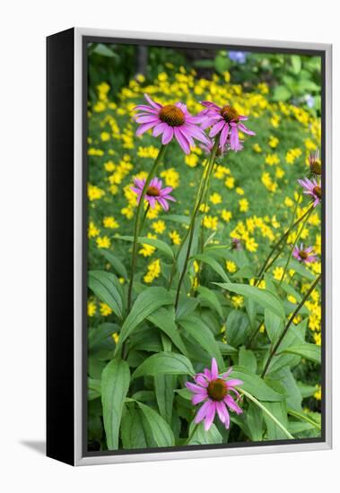 Purple Coneflower, USA-Lisa Engelbrecht-Framed Premier Image Canvas