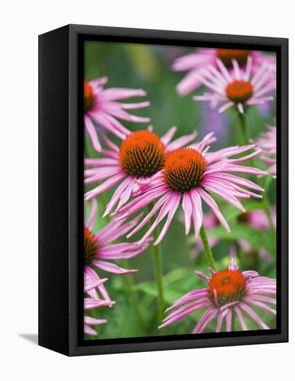 Purple coneflower-Clive Nichols-Framed Premier Image Canvas