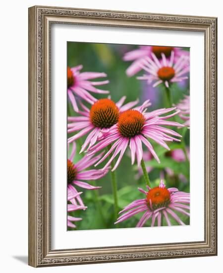 Purple coneflower-Clive Nichols-Framed Photographic Print