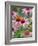 Purple coneflower-Clive Nichols-Framed Photographic Print