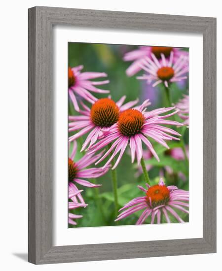 Purple coneflower-Clive Nichols-Framed Photographic Print