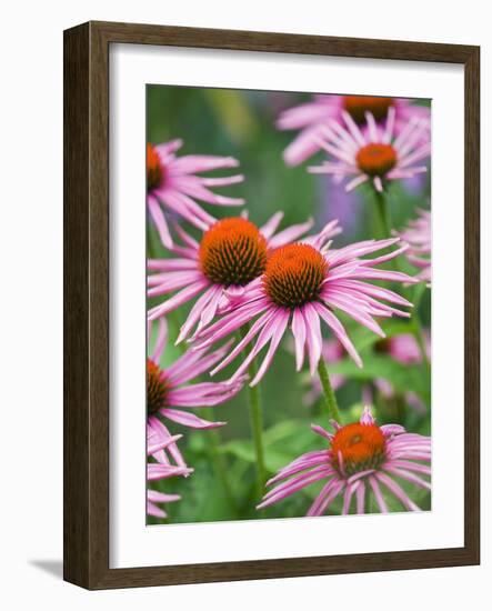 Purple coneflower-Clive Nichols-Framed Photographic Print