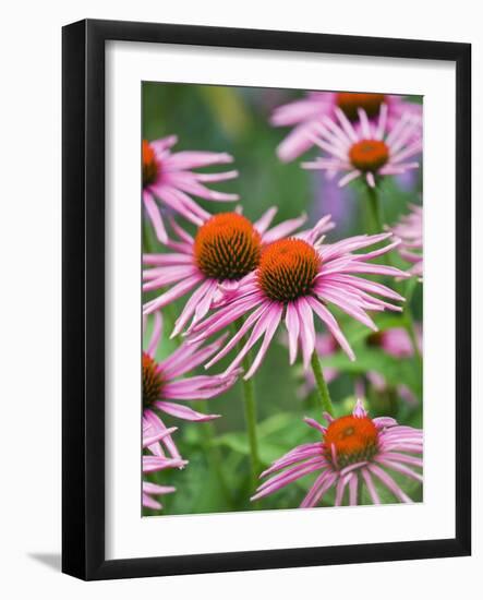 Purple coneflower-Clive Nichols-Framed Photographic Print