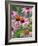 Purple coneflower-Clive Nichols-Framed Photographic Print