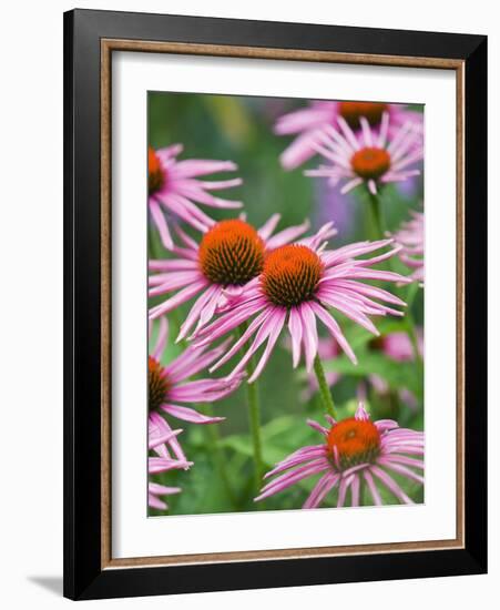 Purple coneflower-Clive Nichols-Framed Photographic Print