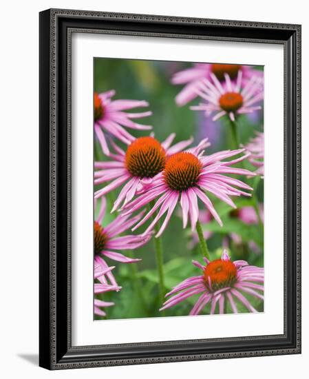 Purple coneflower-Clive Nichols-Framed Photographic Print