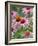 Purple coneflower-Clive Nichols-Framed Photographic Print