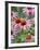 Purple coneflower-Clive Nichols-Framed Photographic Print