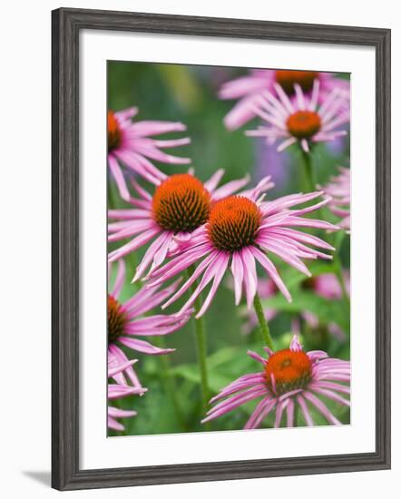 Purple coneflower-Clive Nichols-Framed Photographic Print