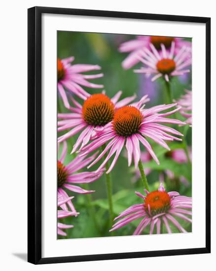 Purple coneflower-Clive Nichols-Framed Photographic Print