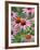 Purple coneflower-Clive Nichols-Framed Photographic Print