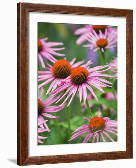 Purple coneflower-Clive Nichols-Framed Photographic Print