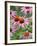 Purple coneflower-Clive Nichols-Framed Photographic Print