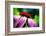 Purple Coneflower-Ursula Abresch-Framed Photographic Print