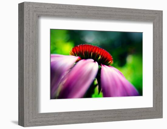 Purple Coneflower-Ursula Abresch-Framed Photographic Print