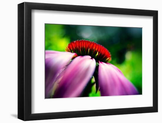 Purple Coneflower-Ursula Abresch-Framed Photographic Print