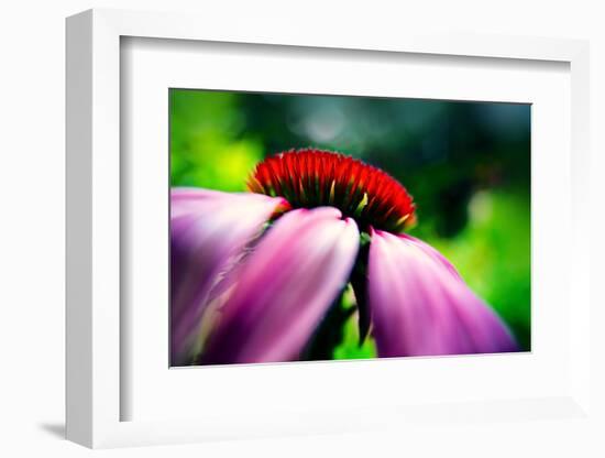 Purple Coneflower-Ursula Abresch-Framed Photographic Print