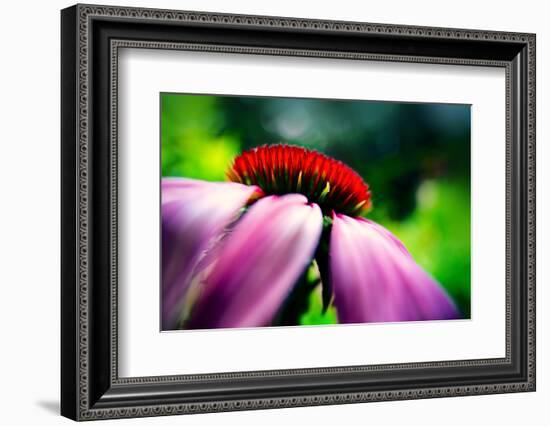 Purple Coneflower-Ursula Abresch-Framed Photographic Print