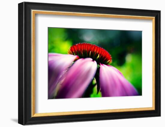 Purple Coneflower-Ursula Abresch-Framed Photographic Print