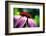 Purple Coneflower-Ursula Abresch-Framed Photographic Print