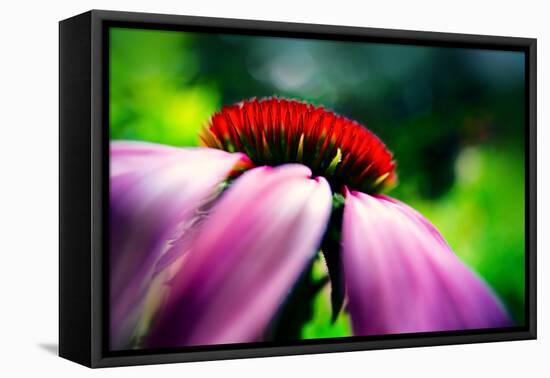 Purple Coneflower-Ursula Abresch-Framed Premier Image Canvas