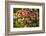 Purple Coneflower-Steve Gadomski-Framed Photographic Print